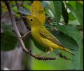 _6SB0890 yellow warbler